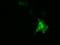 DnaJ Heat Shock Protein Family (Hsp40) Member A2 antibody, GTX84609, GeneTex, Immunocytochemistry image 