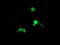 ADP Ribosylation Factor Like GTPase 5B antibody, TA504151, Origene, Immunofluorescence image 