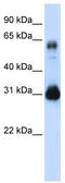 Protein SOX-15 antibody, TA333905, Origene, Western Blot image 