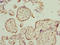Protein Tyrosine Phosphatase Receptor Type E antibody, orb39354, Biorbyt, Immunohistochemistry paraffin image 