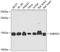 Small Nuclear Ribonucleoprotein D2 Polypeptide antibody, A6983, ABclonal Technology, Western Blot image 