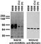 ADAM Metallopeptidase Domain 22 antibody, 75-083, Antibodies Incorporated, Western Blot image 