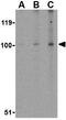 Neuronal PAS Domain Protein 3 antibody, GTX85444, GeneTex, Western Blot image 