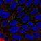 Disabled homolog 1 antibody, NBP2-57001, Novus Biologicals, Immunocytochemistry image 