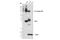 Hepatocyte Growth Factor antibody, 52445S, Cell Signaling Technology, Western Blot image 