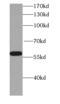 Kynurenine 3-Monooxygenase antibody, FNab04669, FineTest, Western Blot image 
