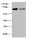 Glucuronic Acid Epimerase antibody, CSB-PA009492LA01HU, Cusabio, Western Blot image 