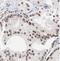 NADH:Ubiquinone Oxidoreductase Subunit A13 antibody, FNab03649, FineTest, Immunohistochemistry frozen image 