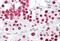 Apoptotic Chromatin Condensation Inducer 1 antibody, MBS244258, MyBioSource, Immunohistochemistry frozen image 