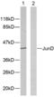 JunD Proto-Oncogene, AP-1 Transcription Factor Subunit antibody, PA5-38138, Invitrogen Antibodies, Western Blot image 