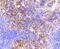 Vascular Cell Adhesion Molecule 1 antibody, NBP2-67292, Novus Biologicals, Immunohistochemistry paraffin image 
