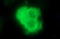 Secretory Carrier Membrane Protein 2 antibody, LS-C338311, Lifespan Biosciences, Immunofluorescence image 