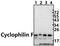 Peptidylprolyl Isomerase F antibody, A02803Y121, Boster Biological Technology, Western Blot image 