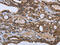 Gamma-Glutamyl Carboxylase antibody, CSB-PA962996, Cusabio, Immunohistochemistry frozen image 