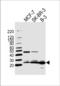 Family With Sequence Similarity 216 Member B antibody, PA5-49344, Invitrogen Antibodies, Western Blot image 