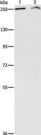 AT-Rich Interaction Domain 1A antibody, orb253689, Biorbyt, Western Blot image 
