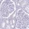 Reticulon 1 antibody, HPA044249, Atlas Antibodies, Immunohistochemistry frozen image 