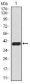 Lysine-specific demethylase 4A antibody, NBP2-52499, Novus Biologicals, Western Blot image 