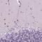 Basic Helix-Loop-Helix Family Member E22 antibody, NBP2-39039, Novus Biologicals, Immunohistochemistry frozen image 