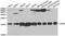 LSM4 Homolog, U6 Small Nuclear RNA And MRNA Degradation Associated antibody, A5891, ABclonal Technology, Western Blot image 
