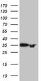 Phosphoribosyl pyrophosphate synthase 1-like 1 antibody, TA811662, Origene, Western Blot image 