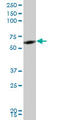Ring Finger Protein 2 antibody, LS-C139356, Lifespan Biosciences, Western Blot image 