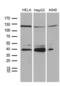 PHD Finger Protein 20 Like 1 antibody, LS-C795131, Lifespan Biosciences, Western Blot image 