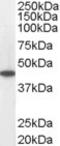 Acyl-CoA Dehydrogenase Medium Chain antibody, LS-B2993, Lifespan Biosciences, Western Blot image 