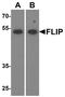 CASP8 And FADD Like Apoptosis Regulator antibody, A01295-2, Boster Biological Technology, Western Blot image 