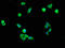 Neuronal protein 3.1 antibody, LS-C673208, Lifespan Biosciences, Immunofluorescence image 