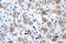 Olfactory Receptor Family 13 Subfamily C Member 9 antibody, 27-436, ProSci, Western Blot image 