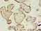 Developmental Pluripotency Associated 4 antibody, LS-C377951, Lifespan Biosciences, Immunohistochemistry paraffin image 