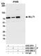 MLLT1 Super Elongation Complex Subunit antibody, A302-268A, Bethyl Labs, Immunoprecipitation image 