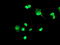 Forkhead Box I1 antibody, LS-C175141, Lifespan Biosciences, Immunofluorescence image 