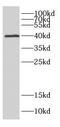 Carbonic Anhydrase 10 antibody, FNab01156, FineTest, Western Blot image 