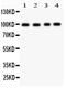 Synaptopodin antibody, RP1069, Boster Biological Technology, Western Blot image 