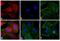 Rat IgG Isotype Control antibody, A-21094, Invitrogen Antibodies, Immunofluorescence image 