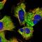 Exosome Component 4 antibody, HPA024792, Atlas Antibodies, Immunofluorescence image 