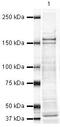 FA Complementation Group D2 antibody, PA5-19575, Invitrogen Antibodies, Western Blot image 