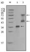 Proto-oncogene tyrosine-protein kinase receptor Ret antibody, AM06202SU-N, Origene, Western Blot image 