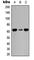 Cell division control protein 6 homolog antibody, abx121869, Abbexa, Western Blot image 
