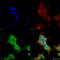 Ankyrin-1 antibody, SMC-487D-FITC, StressMarq, Immunofluorescence image 