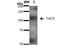 Transient Receptor Potential Cation Channel Subfamily C Member 5 antibody, NBP2-12919, Novus Biologicals, Western Blot image 