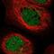 ERI1 Exoribonuclease Family Member 2 antibody, NBP2-34000, Novus Biologicals, Immunofluorescence image 