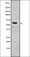Splicing factor 3A subunit 3 antibody, orb335081, Biorbyt, Western Blot image 