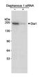 Protein diaphanous homolog 1 antibody, A300-078A, Bethyl Labs, Western Blot image 