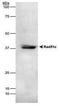DNA repair protein RAD51 homolog 3 antibody, MA1-16541, Invitrogen Antibodies, Western Blot image 