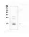 Cytidine Deaminase antibody, A01578-1, Boster Biological Technology, Western Blot image 