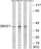 Hydroxy-Delta-5-Steroid Dehydrogenase, 3 Beta- And Steroid Delta-Isomerase 7 antibody, LS-B9680, Lifespan Biosciences, Western Blot image 
