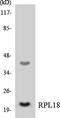 Ribosomal Protein L18 antibody, LS-C200615, Lifespan Biosciences, Western Blot image 